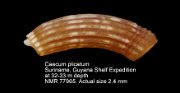 Caecum plicatum (2)